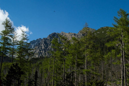 蓝天下的松树和山