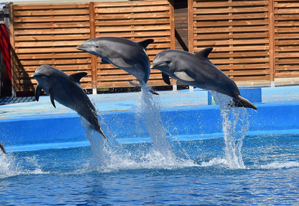 水族馆里水中的海豚