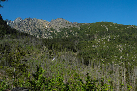 阳光明媚的松树和岩山