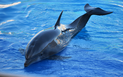 西班牙水族馆里的海豚