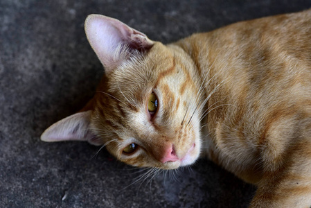 棕色猫的照片。可爱的棕色猫