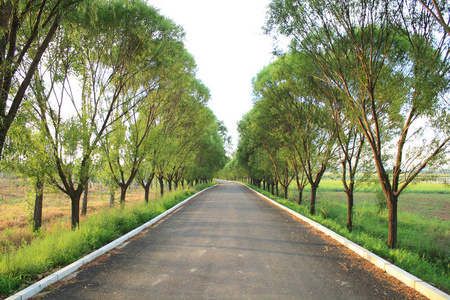 夏天的乡村公路