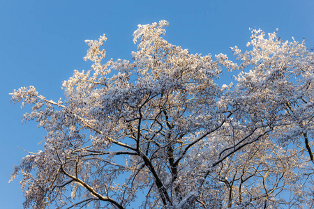 冬天寒冷阳光明媚的白天有雪的树