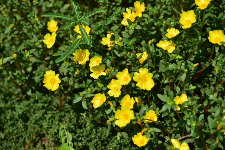 花园里五颜六色的花。梅花盛开。花园里美丽的花在夏天绽放。点缀着正式的花园。 公园。 美丽的花园。