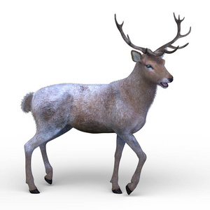 鹿的三维CG渲染