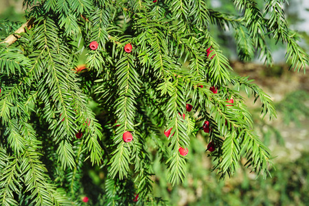 常青树特写.红豆杉树.绿色自然图案.荆红豆杉照片