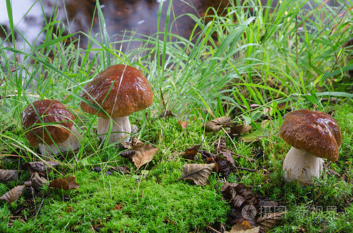 挪威草林食用牛肝菌蘑菇群