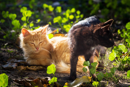 两只猫在花园里玩黑色和红色