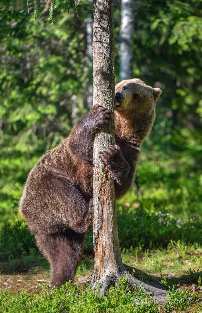 棕熊在夏天的森林里站在他的后腿上熊棕熊绿色自然背景