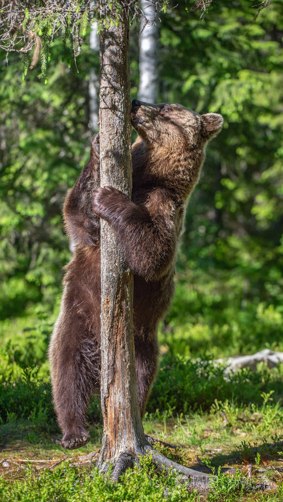 棕熊在夏天的森林里站在他的后腿上熊棕熊绿色自然背景