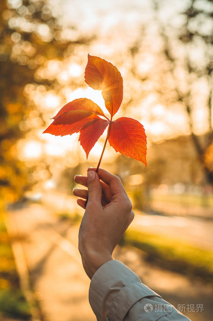 在秋天的阳光下, 抱着常春藤叶树的女孩的手.秋季黄色阳光背景