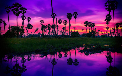 泰国日落时稻田中的糖掌树