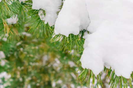 雪中的枝杉