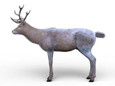 鹿的三维CG渲染