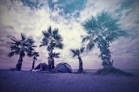在黑暗的海滩上棕榈树附近的旅游帐篷