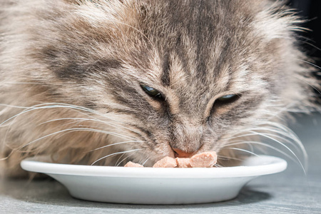 毛茸茸的灰猫从碗里吃猫粮
