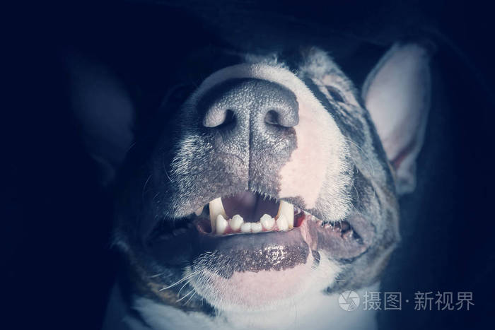 嘴上长着黑色背景下的公牛猎犬的牙齿