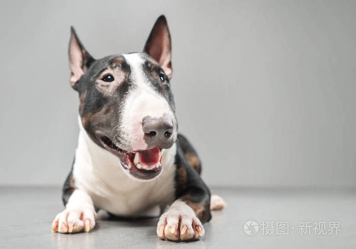 灰色背景的迷你牛梗