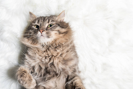 一只灰色绒毛猫躺在白色的毛毯子上