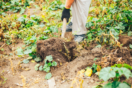 有机土豆实地收获.农夫从土壤里挖土豆.照片