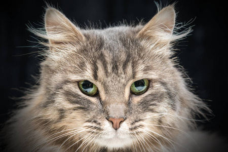 毛茸茸的灰色猫，绿色的眼睛，特写