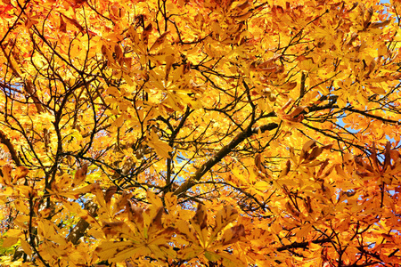 秋天在城市公园的枫叶树。秋季背景