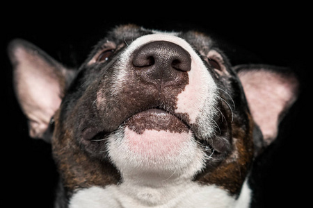 黑色背景下的公牛猎犬的头。孤立