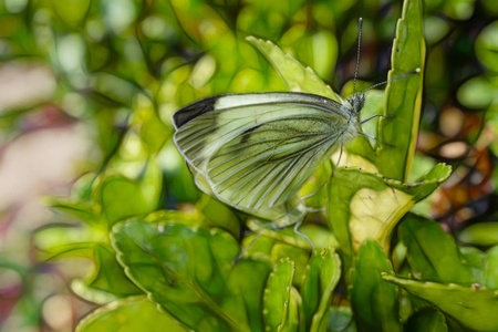 大自然绿叶上的蝴蝶