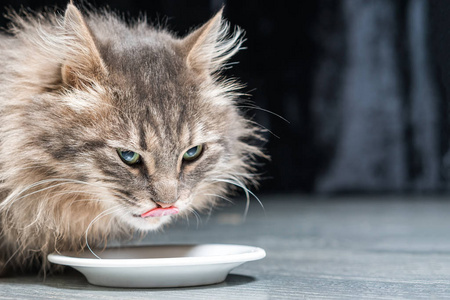 毛茸茸的灰猫从碗里吃猫粮图片