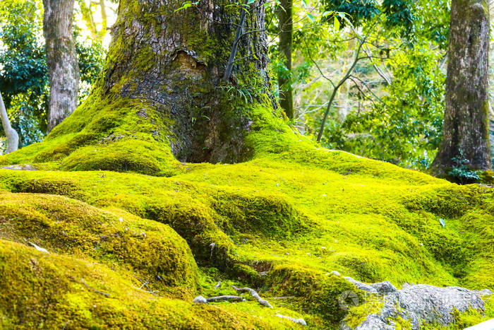 绿苔围绕在树根上