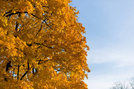 公园里的黄色秋天