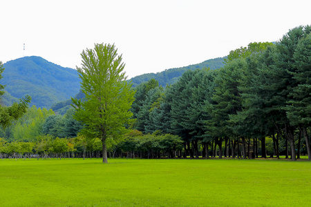 金莲川草原南韩南米岛绿大树的绿田照片