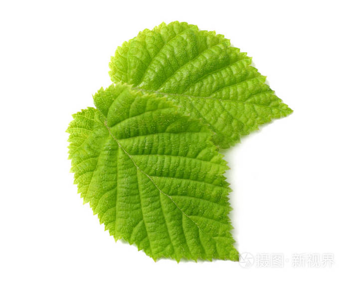 白色背景上分离的榛子叶顶部视图