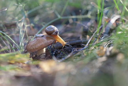 森林里蘑菇上的小蜗牛