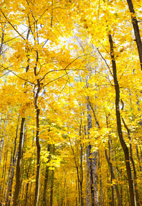 秋天森林里美丽的树木。 大自然