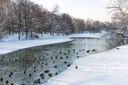 在冬天下雪的时候在冰冻的池塘里漂浮的鸭子