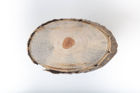 木树切片，年轮和纹理隔离在白色上。 具有有机感觉的圆形背景。