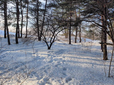 晴朗的白天，美丽的森林覆盖着雪