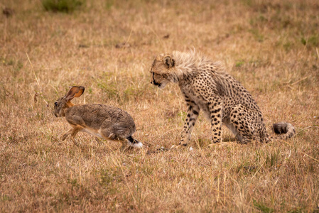 猎豹幼崽看着擦干净的兔子跑