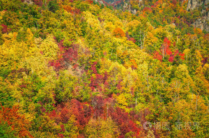 大自然的风景,阳光透过树枝. 五颜六色的秋叶. 绿色黄色橙色红色.