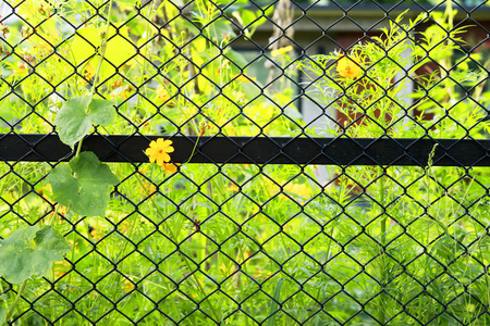 花在网栅上，黄色的花在早晨的背景上
