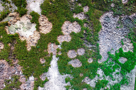 风化混凝土墙面上的苔藓和霉菌