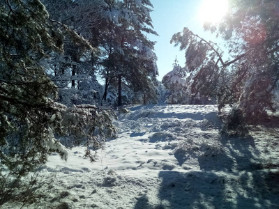 阳光明媚的一天，美丽的森林覆盖着雪