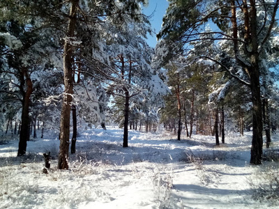 阳光明媚的一天，美丽的森林覆盖着雪