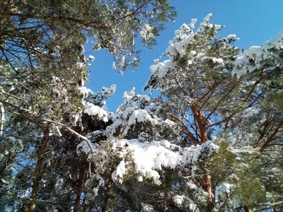 阳光明媚的一天，美丽的森林覆盖着雪