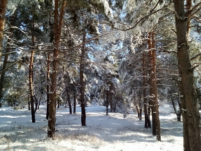 阳光明媚的一天，美丽的森林覆盖着雪