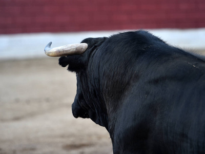 西班牙愤怒的公牛