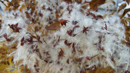 秋季攀缘植物铁线莲白色。种子和绒毛。