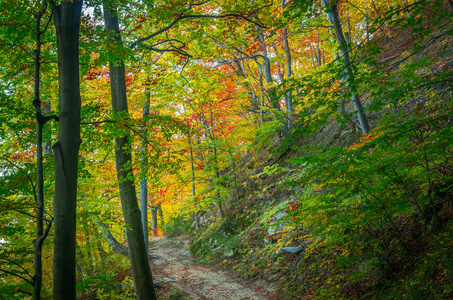 罗马尼亚喀尔巴阡山科齐亚的秋天。森林中生动的秋色。阳光透过树枝照射到大自然的景色.五彩缤纷的秋叶。绿色，黄色，橙色，红色。