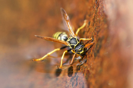 黄色黄蜂喝水虫. 特写黄夹克黄夹克黄蜂漂浮在水上照片